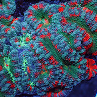 aussie rainbow atlantis acans