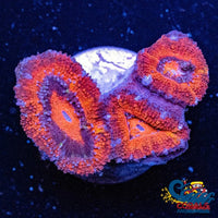 Blood Orange Acans (2-3 Polyps) Acans