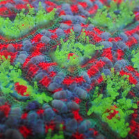 Christmas Peppermint Acan 2 to 3 Polyps 1