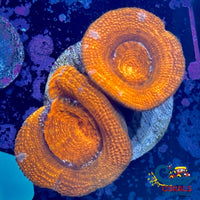 Citrus Sunrise Acans 2-3 Polyps 2 Acans