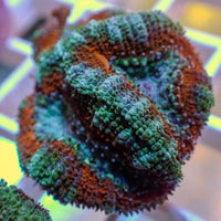 Fire and Ice Acans (2-3 Polyps) - Corals Anonymous