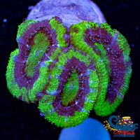 Neon Green Mouth Acans (2-3 Polyps) Acans