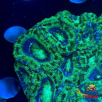 Neon Green Mouth Acans (2-3 Polyps) Acans