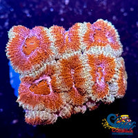 Orange Indo Acans (1 Frag) Acans