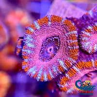 Pink Panther Acans (2-3 Polyps) - Corals Anonymous