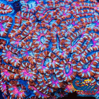 Rainbow Candyland Acans (2-3 Polyps) Acans