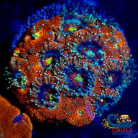 Solar Rainbow Acans (15+ Polyps) Acans