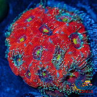 Solar Rainbow Acans (15+ Polyps) Acans