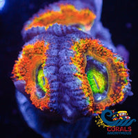 Ultra Rainbow Cosmic Ray Acans (2-3 Polyps) (Ua 8) Acans