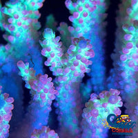 Aussie Polar Sunset Acropora (1 Frag) Acropora