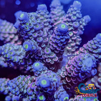 Homewrecker Acropora (1 Frag) Acropora