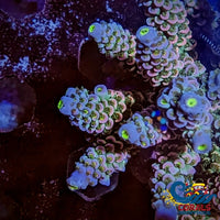 Homewrecker Acropora (1 Frag) Acropora