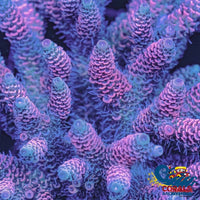 Hot Pink Rainbow Acropora (1 Frag) Acropora