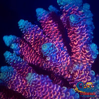 Hot Pink Rainbow Acropora (1 Frag) Acropora