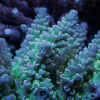 Indo Teal Acropora (1" Frag) A