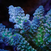 Indo Teal Acropora (1" Frag) B
