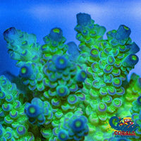 Lemon Lime Acropora (1 Frag) Acropora