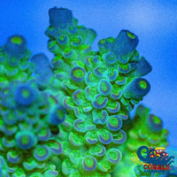 Lemon Lime Acropora (1 Frag) Acropora