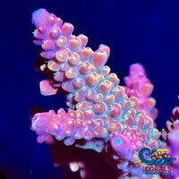 Nebula Dream Rainbow Acropora (1 Frag) Acropora
