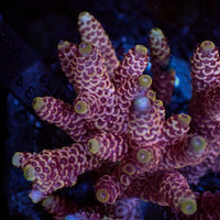 Pink Acropora (1” Frag) - Corals Anonymous