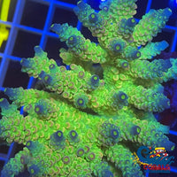 Pink Lemonade Acropora (1 Frag) Acropora