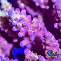 Purple Rain Acropora (1 Frag) Acropora
