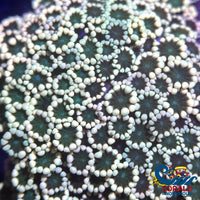 aussie multicolor orange alveopora 2