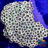 aussie multicolor orange alveopora