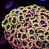 aussie rainbow spring vibe alveopora