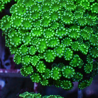 Aussie Spearmint Alveopora (0.5-1” Frag) - Corals Anonymous