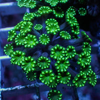 Aussie Spearmint Alveopora (0.5-1” Frag) - Corals Anonymous