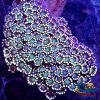 Mystic Blue Green Alveopora (1 Frag) Alveopora