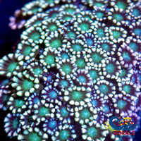 Mystic Blue Green Alveopora (1 Frag) Alveopora