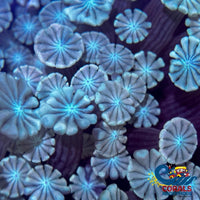Mythic Blue Alveopora (1 Frag) Alveopora