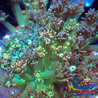Rainbow Shamrock Goniopora (0.5-1 Frag) Alveopora