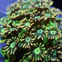 Rainbow Shamrock Goniopora (0.5-1" Frag) - Corals Anonymous