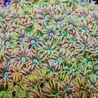 Rainbow Shamrock Goniopora (0.5-1" Frag) - Corals Anonymous