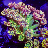 Rainbow Shamrock Goniopora (0.5-1" Frag) - Corals Anonymous