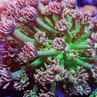 Rainbow Shamrock Goniopora (0.5-1" Frag) - Corals Anonymous