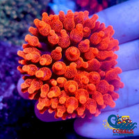 Ca Red Devil Bubble Tip Anemone Anemone