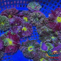 Ca Rainbow Hemprichii Anemone (0.5-1)