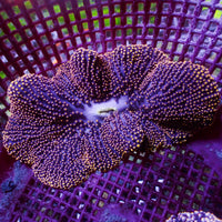 Gold Tip Merten’s Carpet Anemone 1