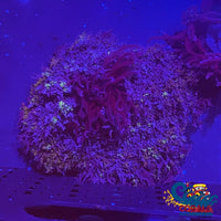 Multicolor Kindled Fire Anemone (2-3 When Fully Expanded) Anemone