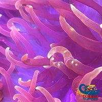 Ultra Red Long Tentacle Anemone (5-7 When Fully Expanded) Anemone