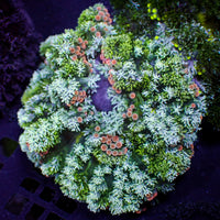 CA cherry pop kiwi rainbow hemprichii anemone 2