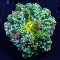 CA cherry pop kiwi rainbow hemprichii anemone 3