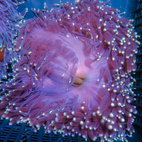 Starry Night Ritteri Anemone - Corals Anonymous