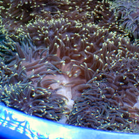 Starry Night Ritteri Anemone - Corals Anonymous