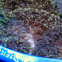 Starry Night Ritteri Anemone - Corals Anonymous