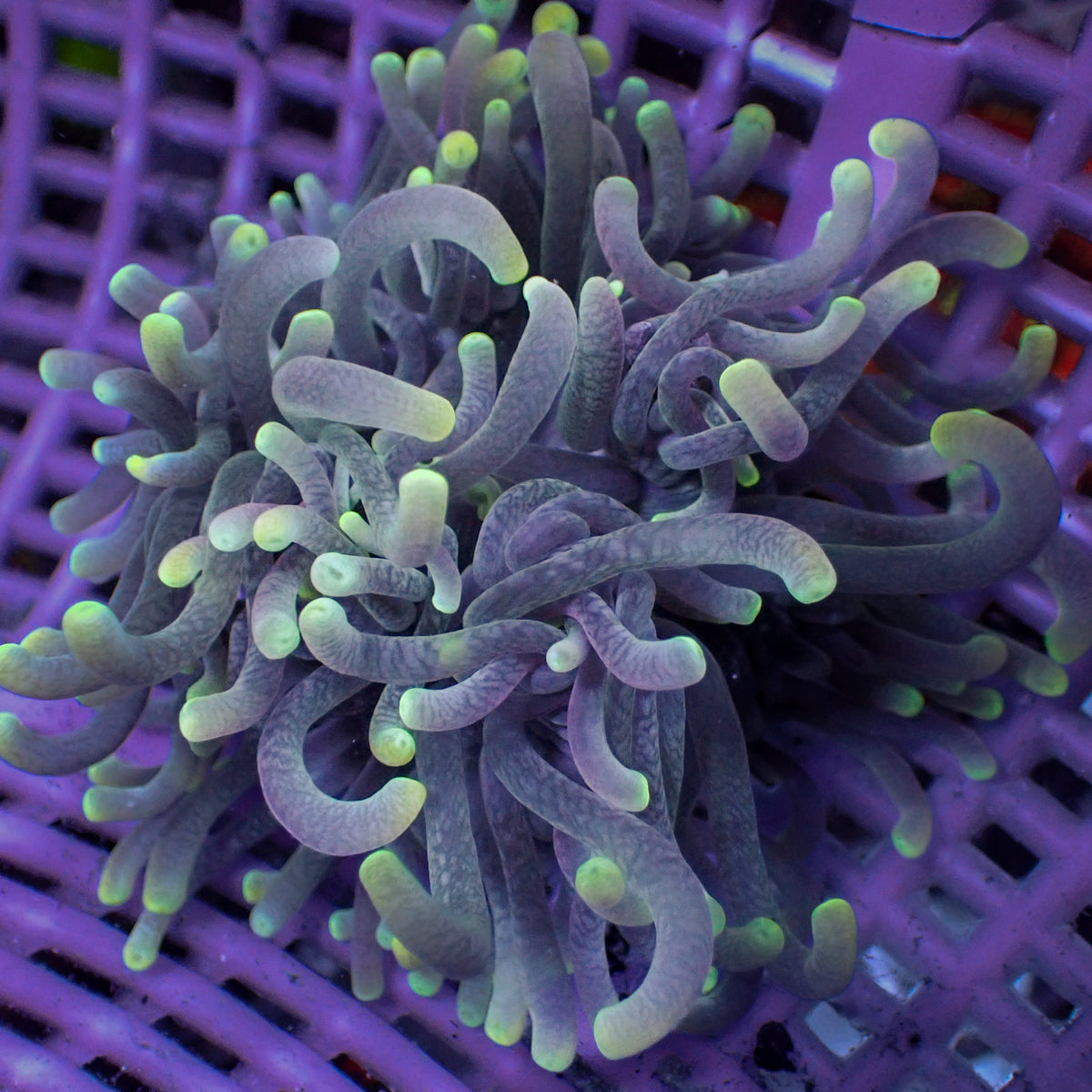 Anémone CC We Choose You An Awesome Rock Flower Anemone #7 – Cherry Corals